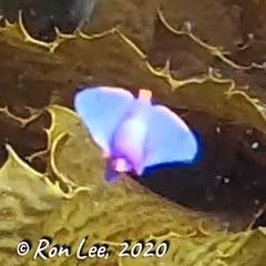 Sagaminopteron ornatum