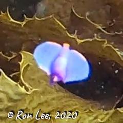 Sagaminopteron ornatum