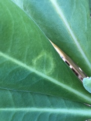 Cucumber mosaic virus