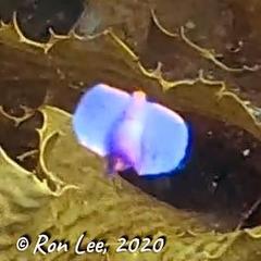 Sagaminopteron ornatum