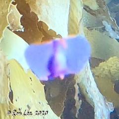Sagaminopteron ornatum