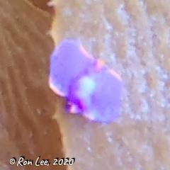 Sagaminopteron ornatum