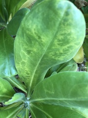Cucumber mosaic virus