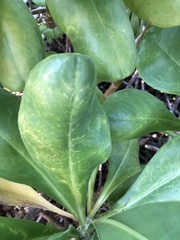 Cucumber mosaic virus