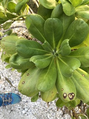 Mycosphaerella scaevolae