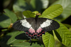 Parides ascanius