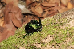 Phanaeus furiosus