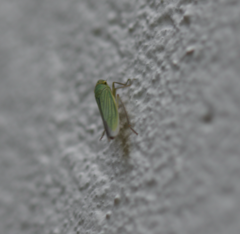 Cicadella