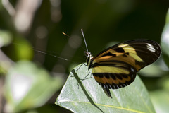 Heliconius ethilla