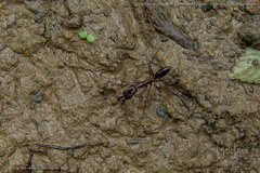 Odontomachus chelifer