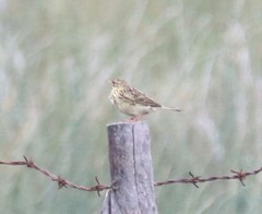 Anthus correndera chilensis