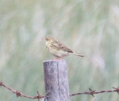 Anthus correndera chilensis