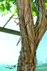 Tropidoderus childrenii