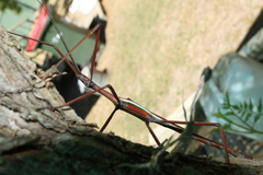 Tropidoderus childrenii