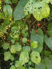 Lycianthes lenta