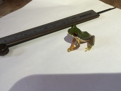 Duellmanohyla schmidtorum