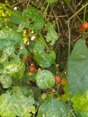 Lycianthes lenta