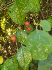 Lycianthes lenta
