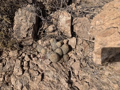 Escobaria chihuahuensis