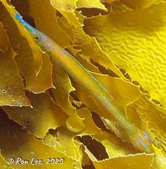 Pencil Weed Whiting photo 5