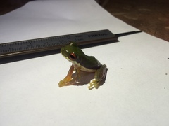 Duellmanohyla schmidtorum