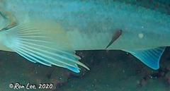 Cochleoceps bicolor