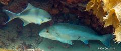 Cochleoceps bicolor