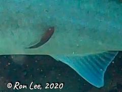 Cochleoceps bicolor