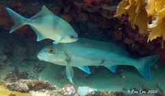 Cochleoceps bicolor