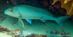 Cochleoceps bicolor