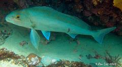 Cochleoceps bicolor