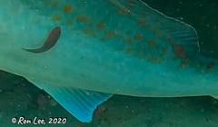 Cochleoceps bicolor