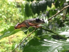 Agalychnis moreletii
