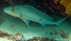 Cochleoceps bicolor