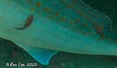 Cochleoceps bicolor