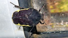 Gymnetis holosericea