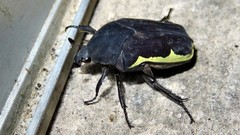 Gymnetis holosericea