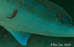 Cochleoceps bicolor
