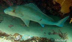 Cochleoceps bicolor