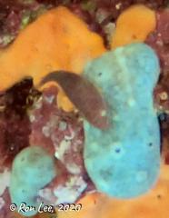 Cochleoceps bicolor