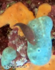 Cochleoceps bicolor