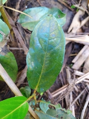 Piper tuberculatum