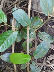 Piper tuberculatum