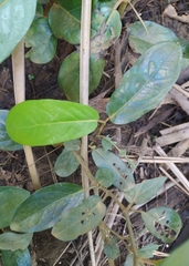 Piper tuberculatum