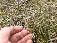 Astelia linearis