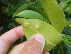 Pterygota
