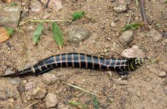 Diploglossus lessonae