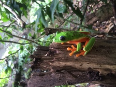 Agalychnis moreletii