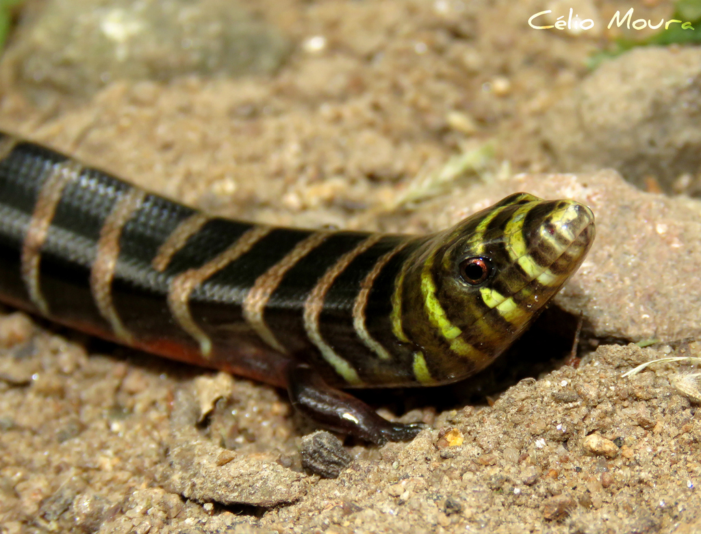 Brazilian Galliwasp