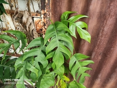 Epipremnum